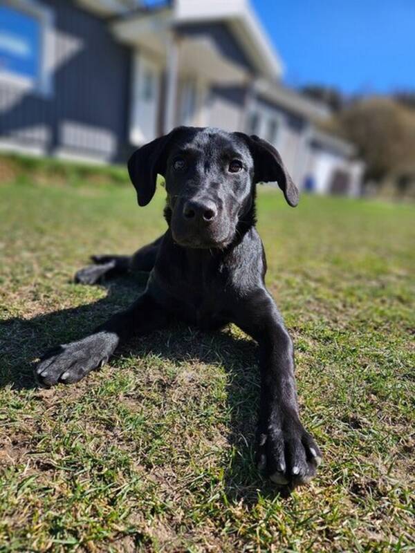 Hund - Labradorvalp 