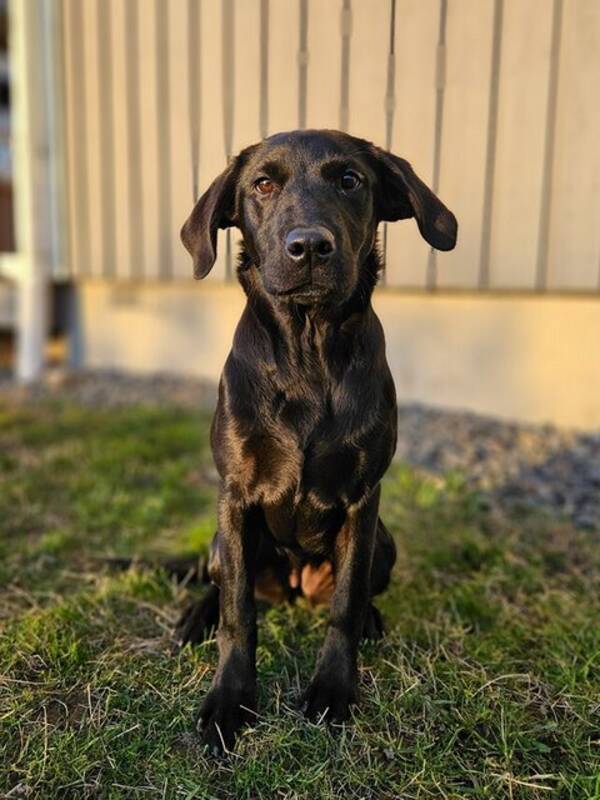Hund - Labradorvalp 