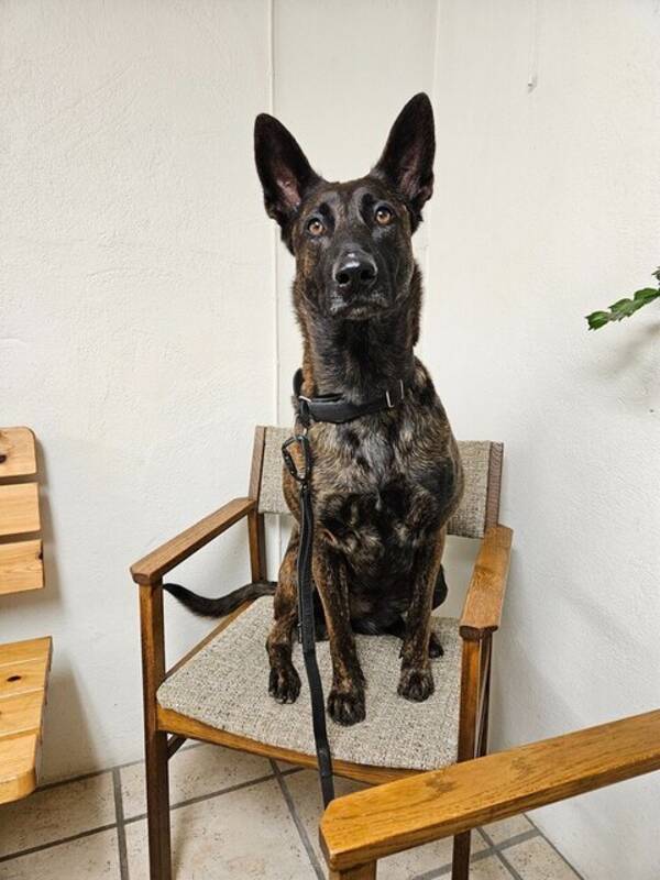 Hund - Hollndsk herdehund