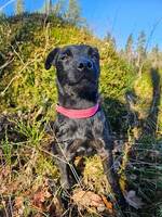 Patterdaleterrier 