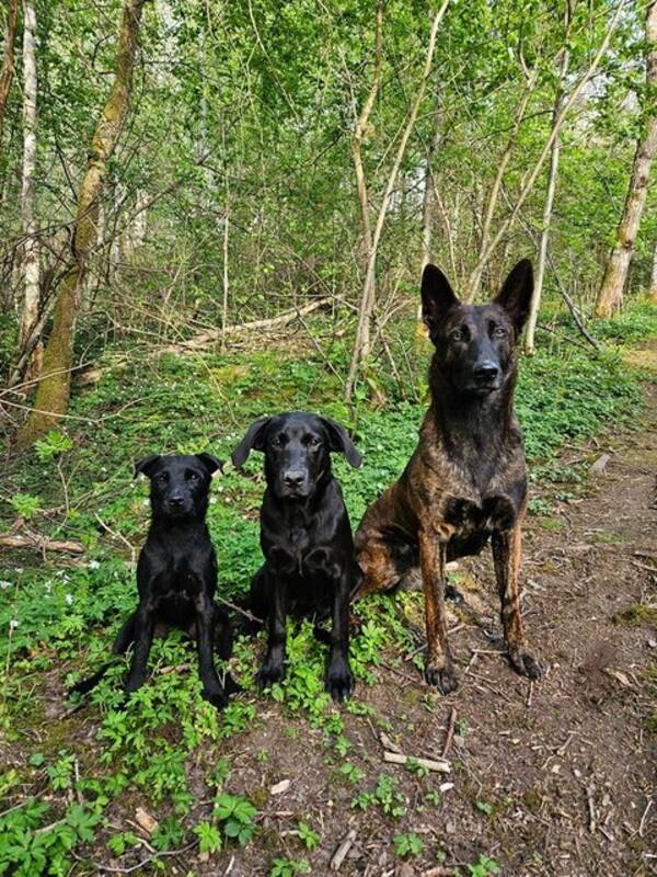 Hund - Patterdaleterrier 