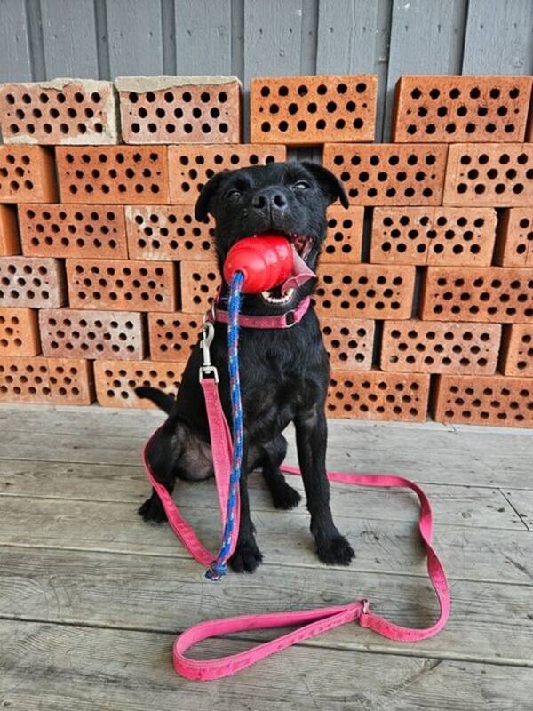 Hund - Patterdaleterrier 
