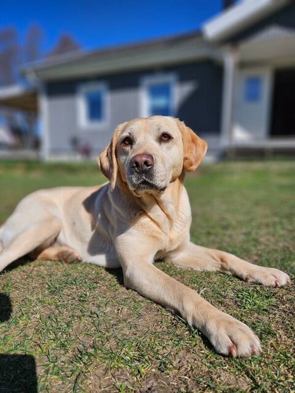 Hund - Labrador 