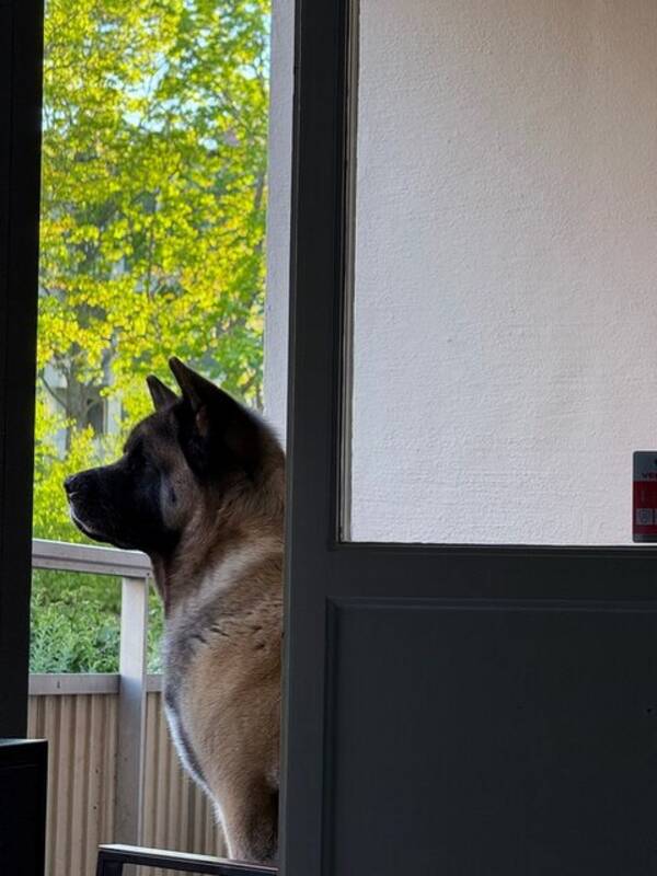 Hund - American Akita