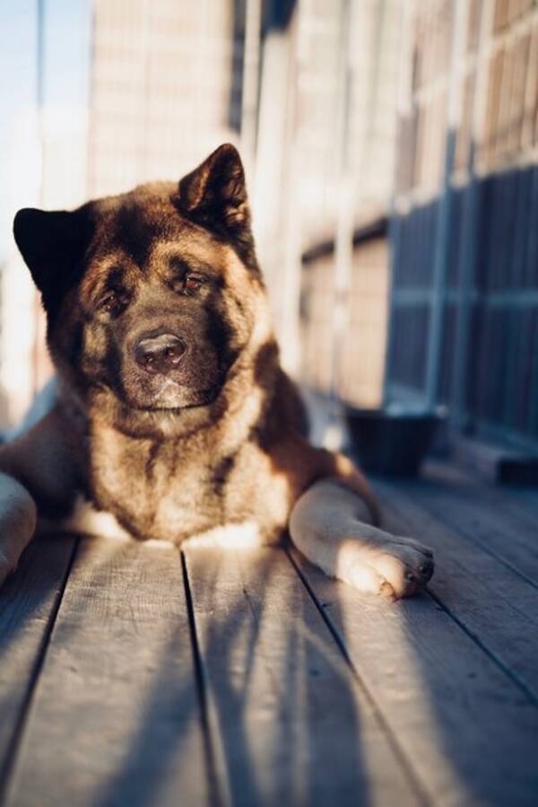 Hund - American Akita