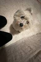 Bischonhavanrsr Bischonhavanrsr