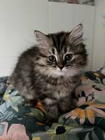 Brittisk långhårig katt Brittisk långhårig katt