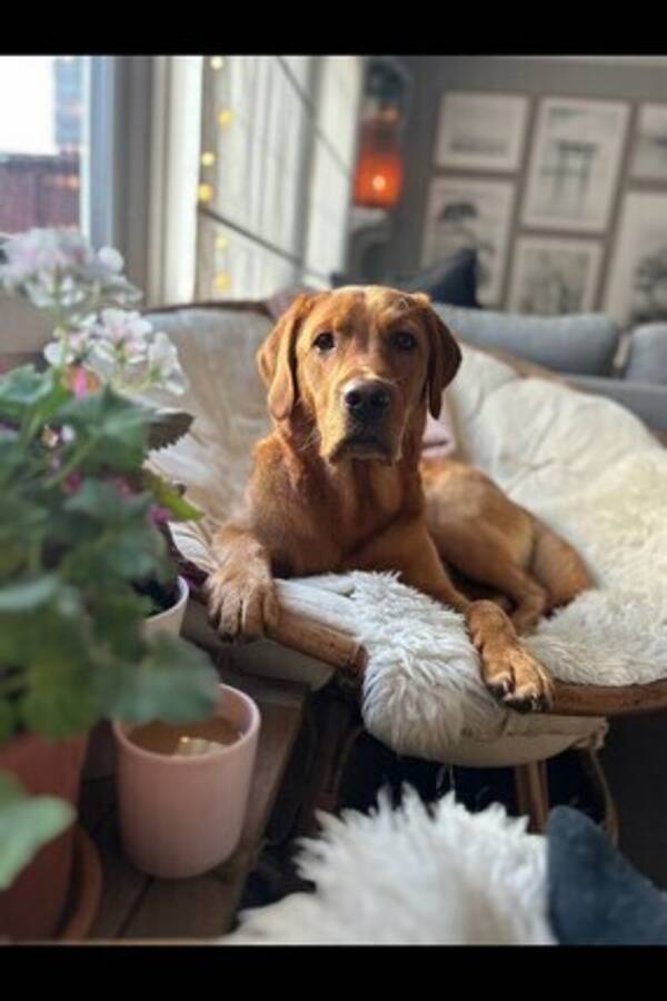 Hund - Hund