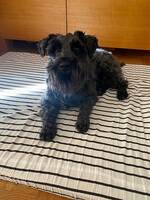 Dvärgschnauzer Dvärgschnauzer