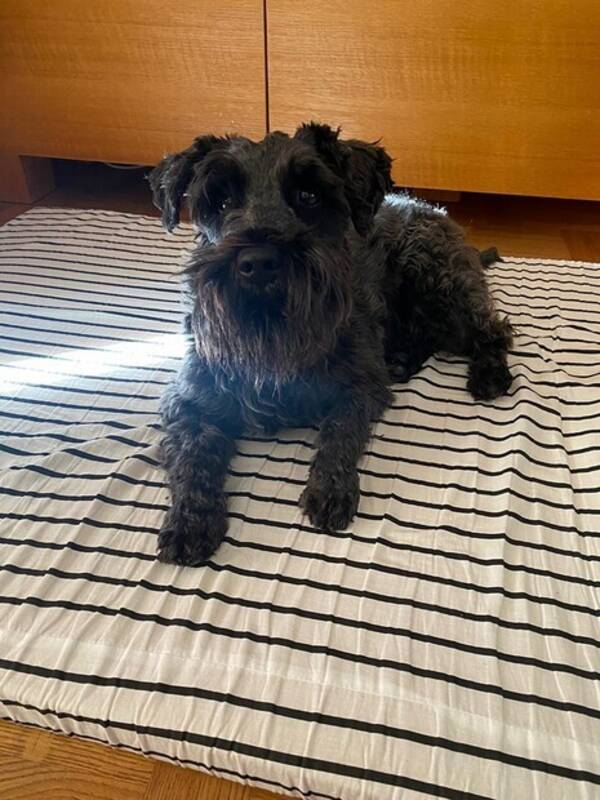 Hund - Dvrgschnauzer 