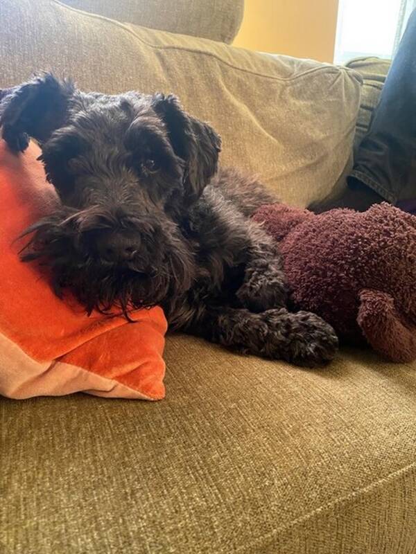 Hund - Dvrgschnauzer 