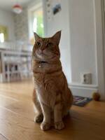 Katten Nemo
