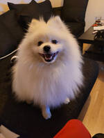 Pomeranian Pomeranian
