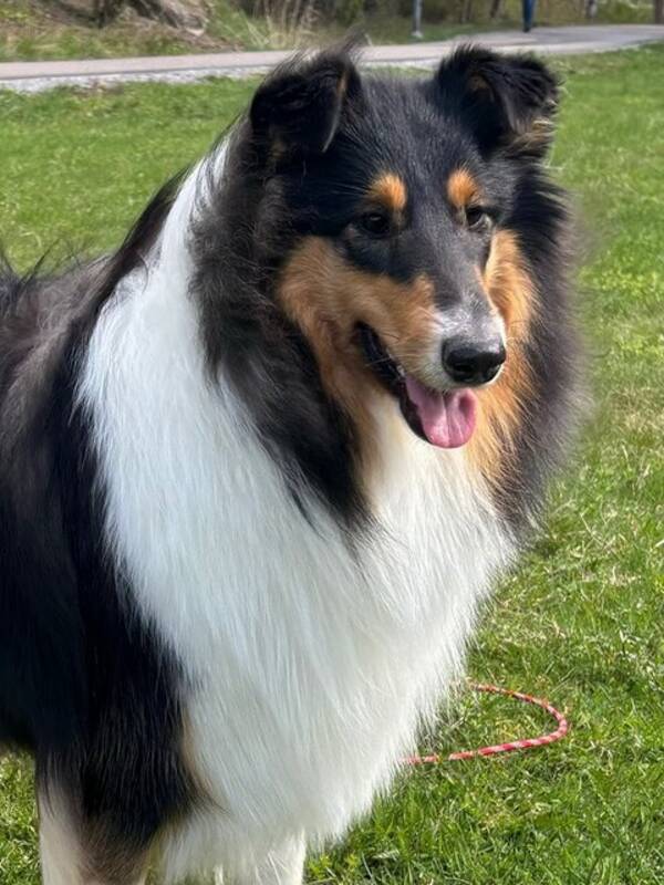 Hund - Lnghrig collie flicka 