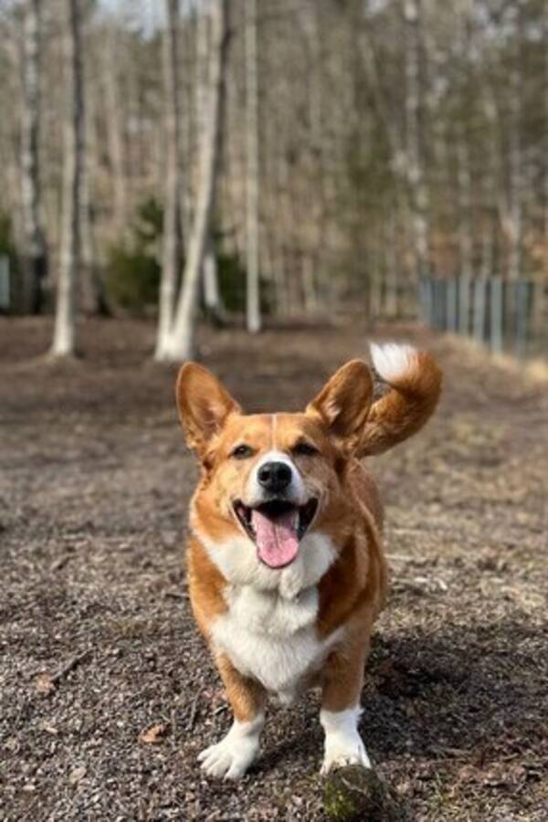 Hund - Corgi  Hund - Corgi