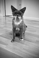 Morris