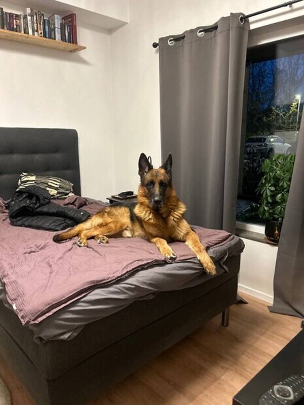 Hund - Dizel 