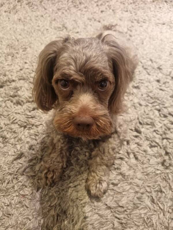 Hund - BOLONKA (Belle) Hund - BOLONKA (Belle)