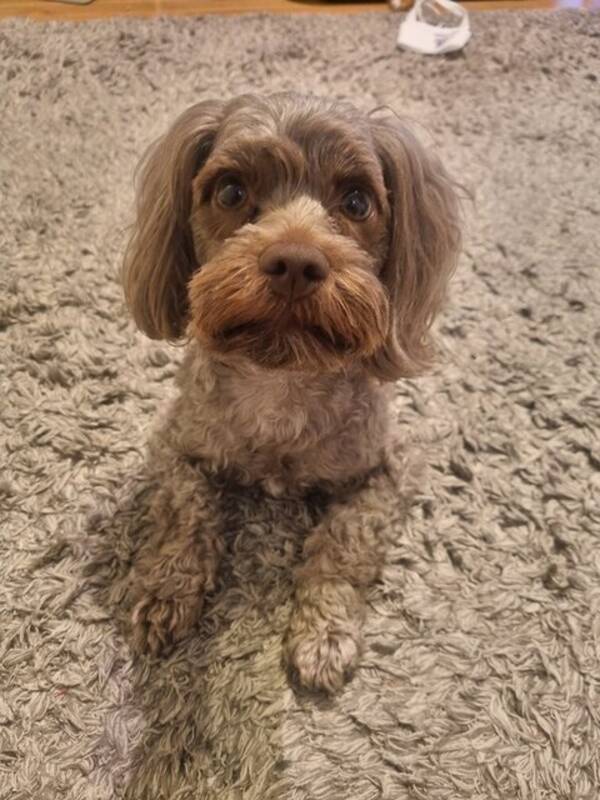 Hund - BOLONKA (Belle)