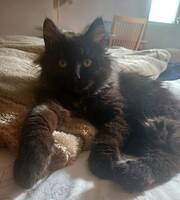 Katt Cesar