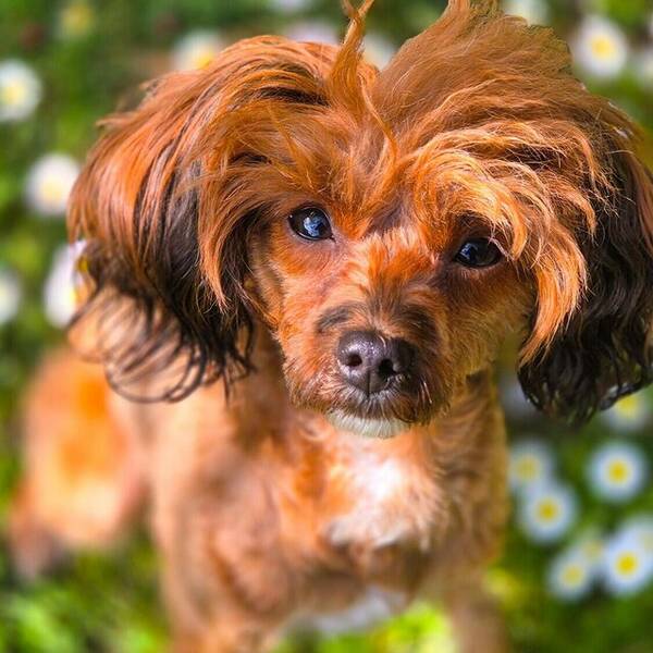 Hund - Hund:Papipoo, Kimmie