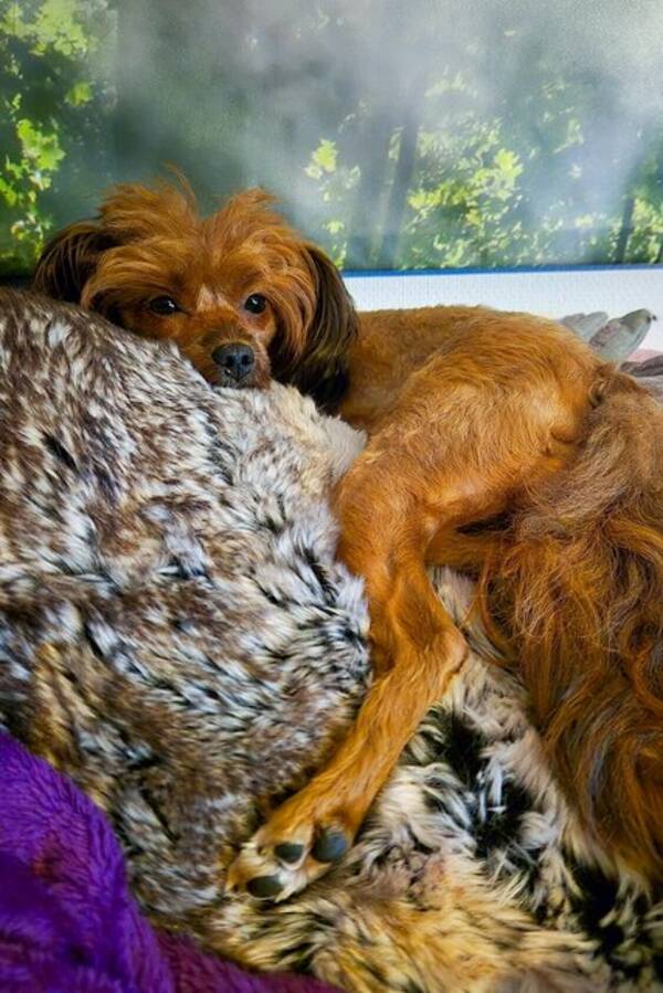 Hund - Hund:Papipoo, Kimmie