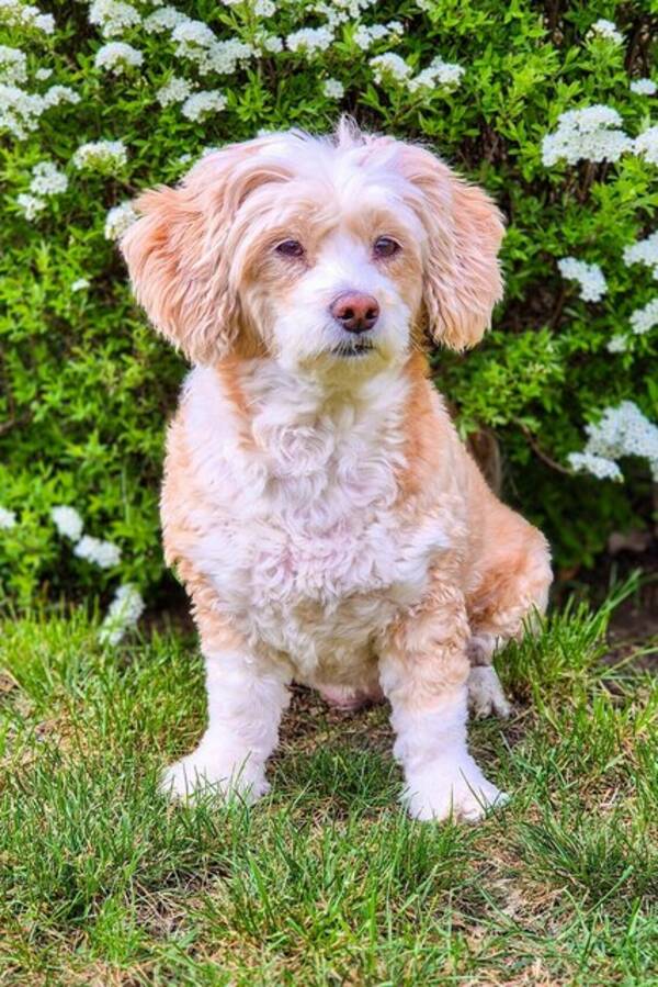 Hund - Blandras, Queenie 