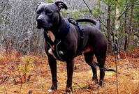 Pajas the bully Pajas the bully