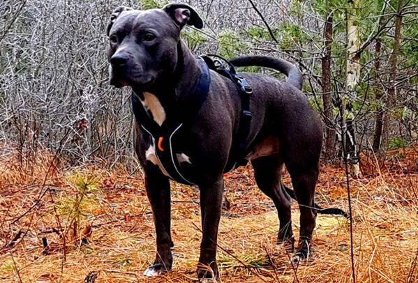 Hund - Pajas the bully 