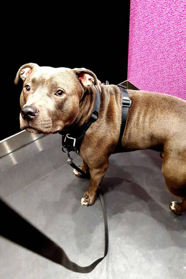 Hund - Pajas the bully 