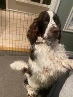 Engelsk springer spaniel Dion
