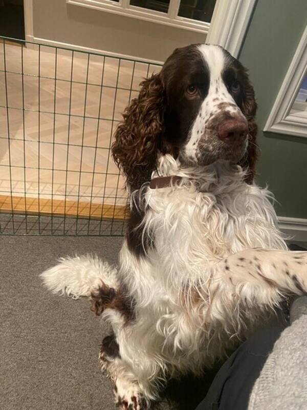 Hund - Engelsk springer spaniel Dion
