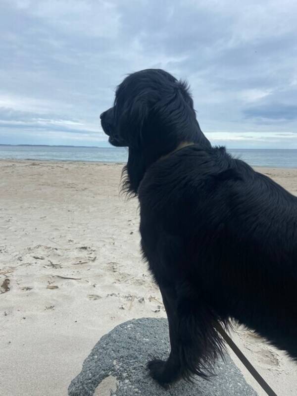 Hund - Meija 