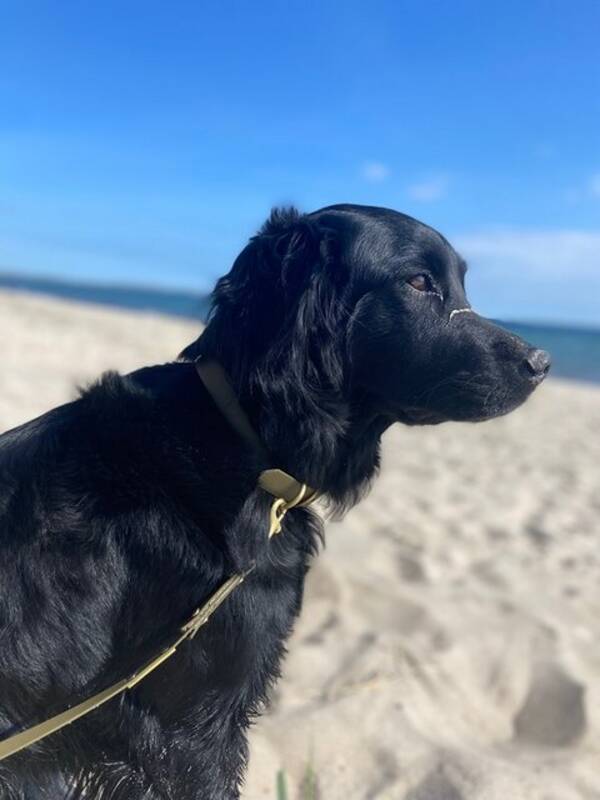 Hund - Meija 
