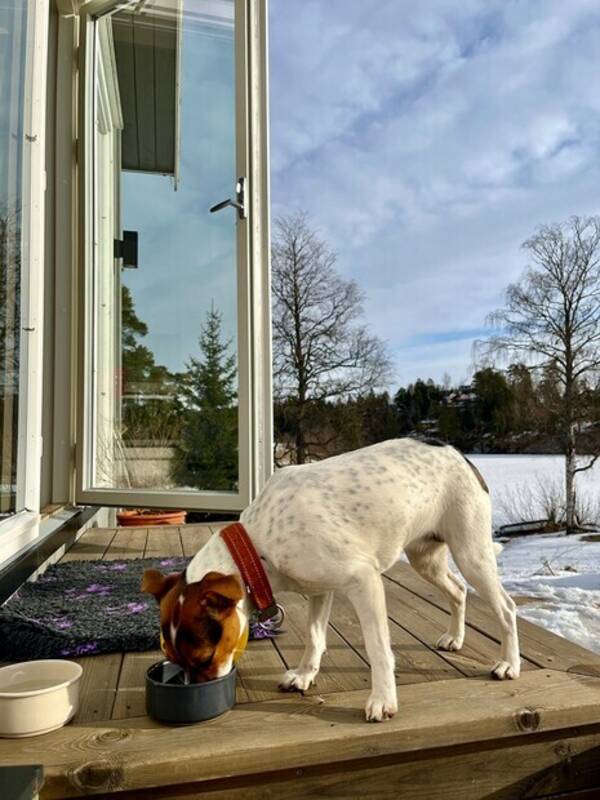 Hund - Virvel Hund - Virvel