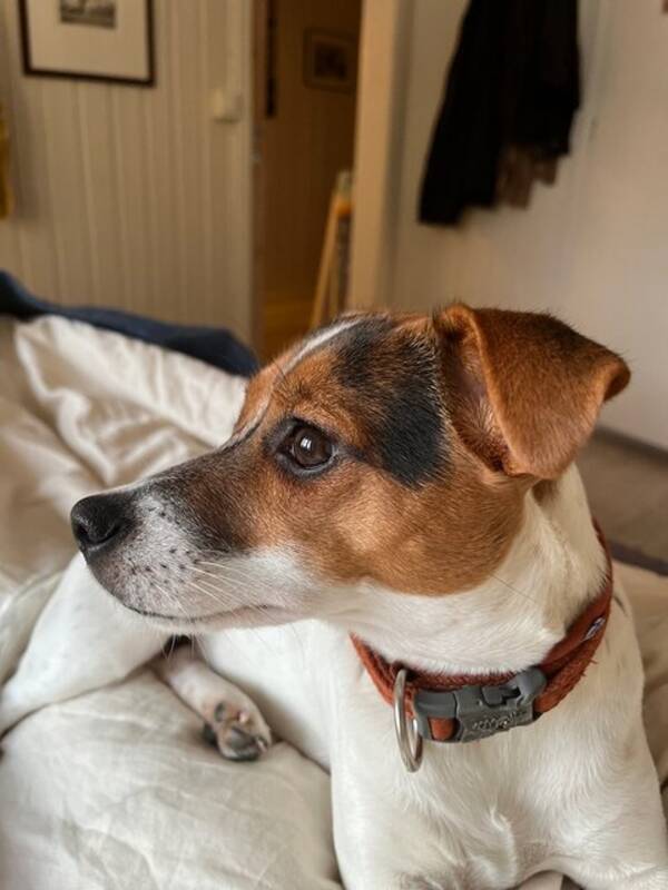 Hund - Virvel