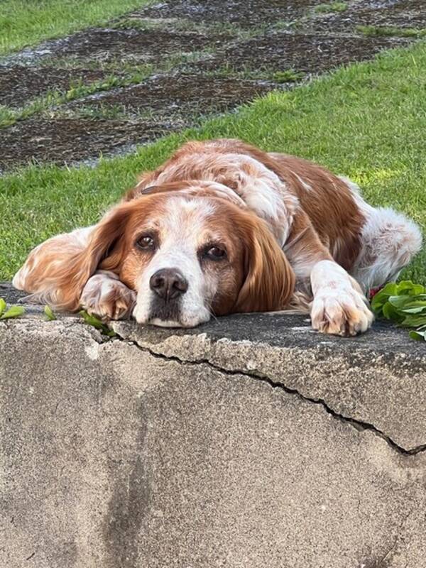 Hund - Enzo