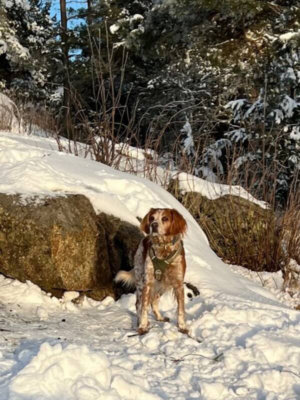 Hund - Enzo