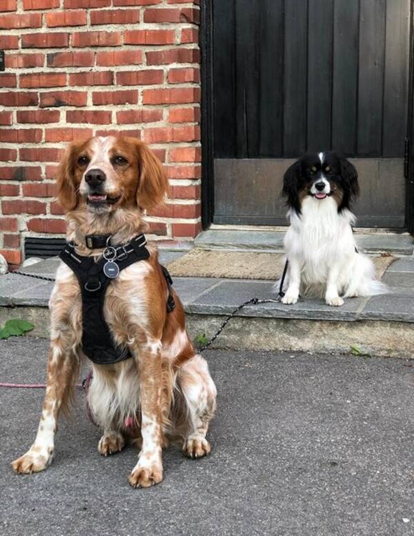Hund - Enzo