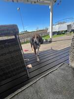 Hameltonsdøver  Hameltonsdøver