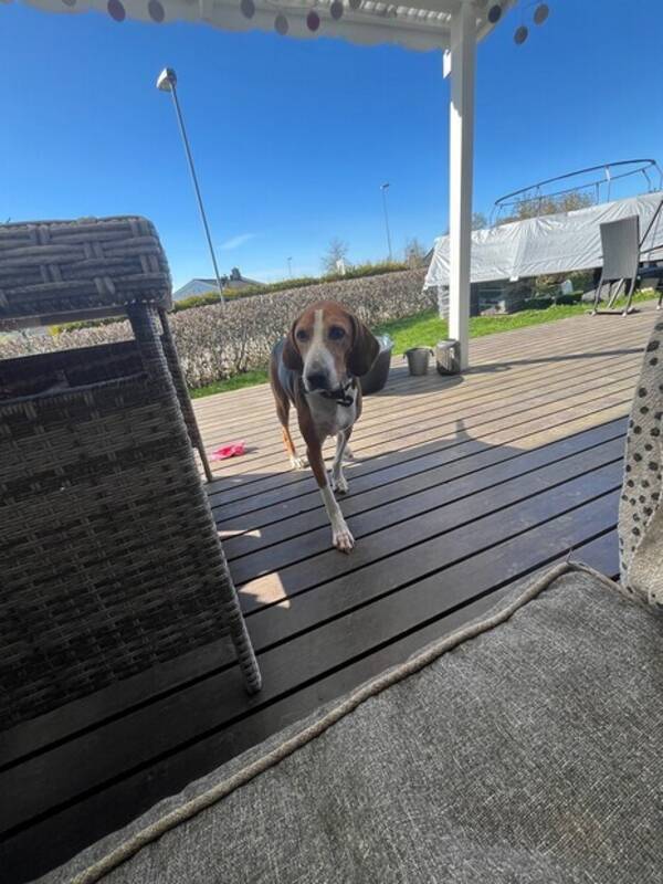 Hund - Hameltonsdøver  Hund - Hameltonsdøver