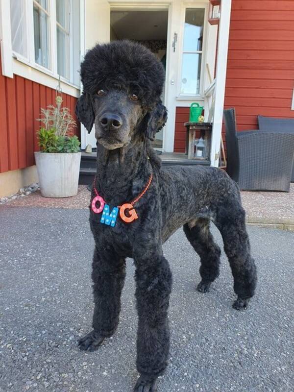 Hund - Milton (svart kungspudel)