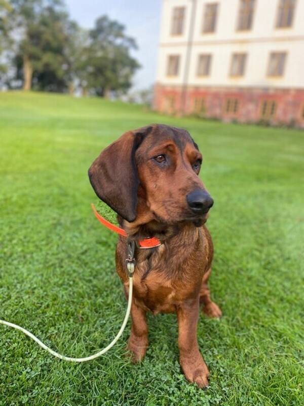 Hund - ADB Aston