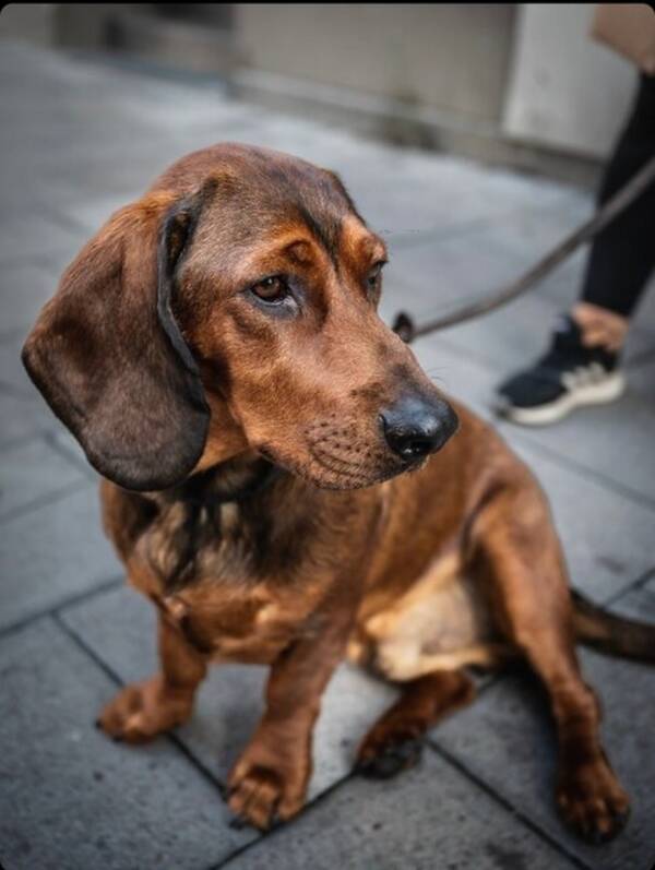 Hund - ADB Aston