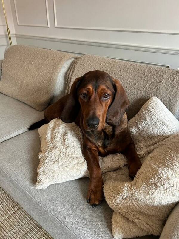 Hund - ADB Aston