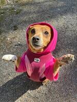Terriermix Kira