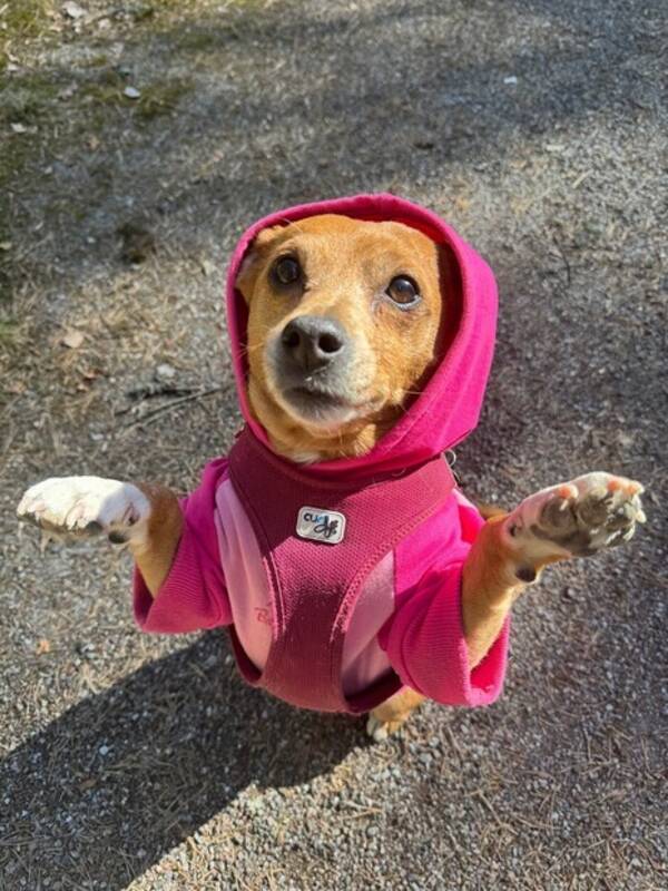 Hund - Terriermix Kira