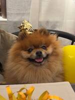 Pomeranian Ralph