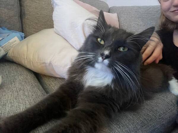Katt - Raja