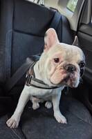 Fransk Bulldog Fransk Bulldog